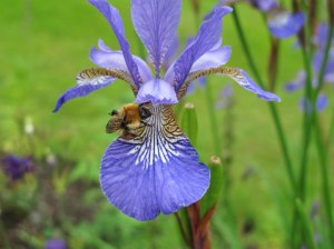 Iris and Bumble bee