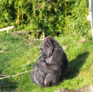 Gorilla in the sun